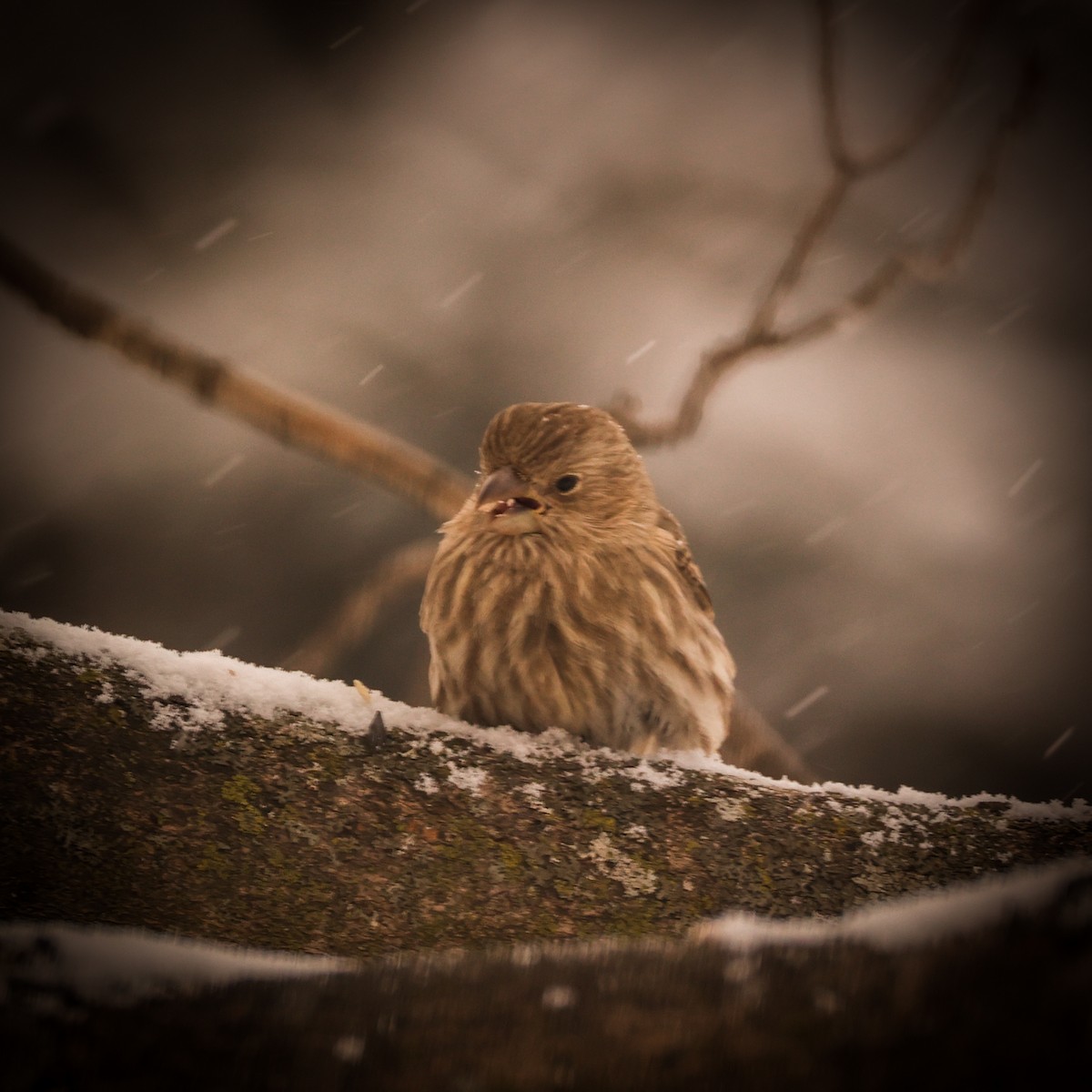 Мексиканская чечевица - ML649479268