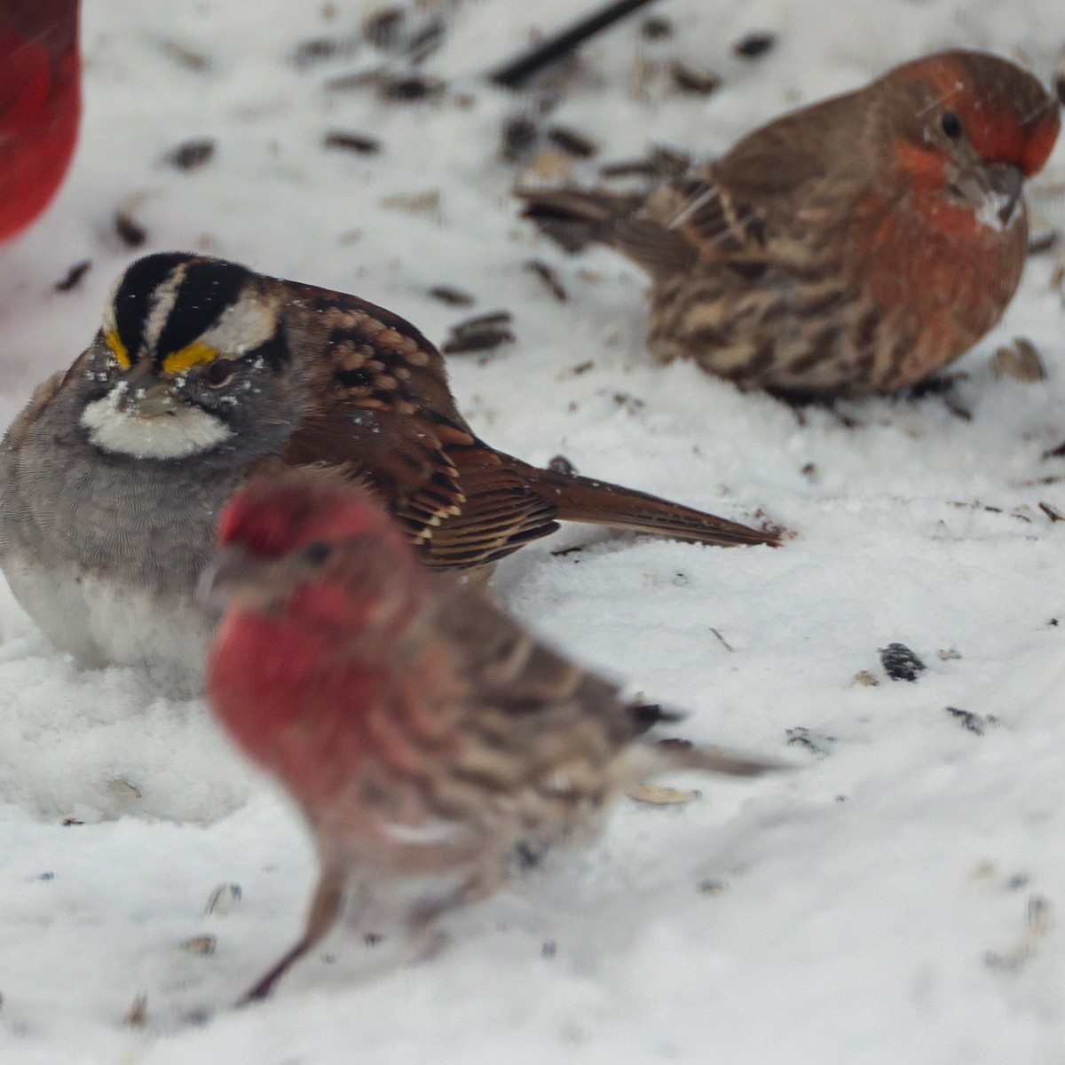 Мексиканская чечевица - ML649479269