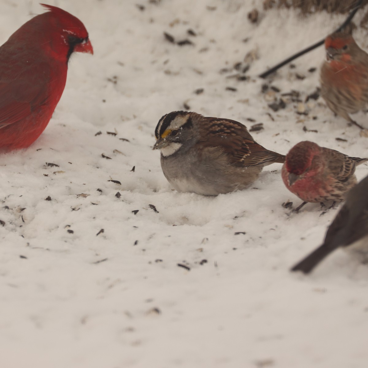 Мексиканская чечевица - ML649479270