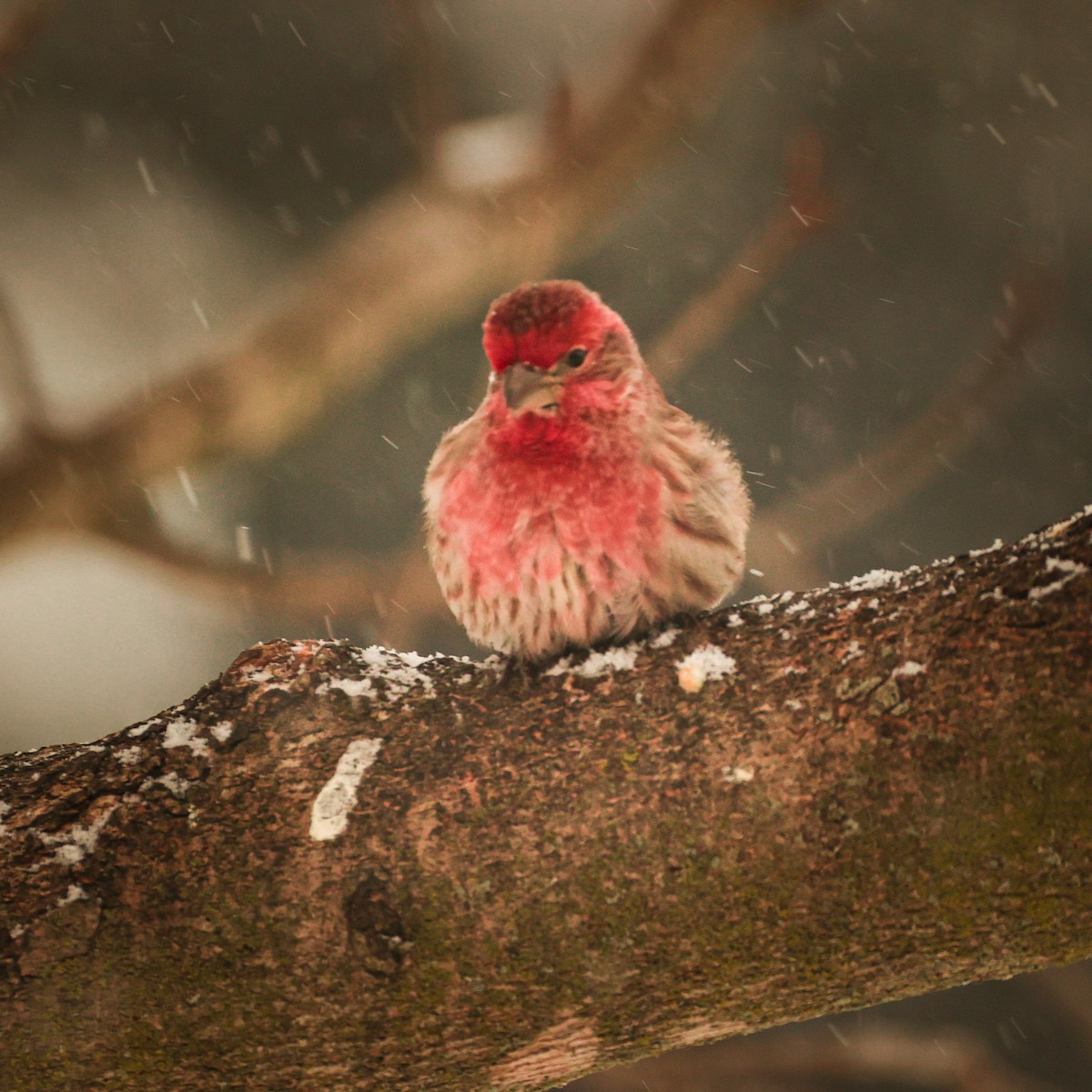 Мексиканская чечевица - ML649479272