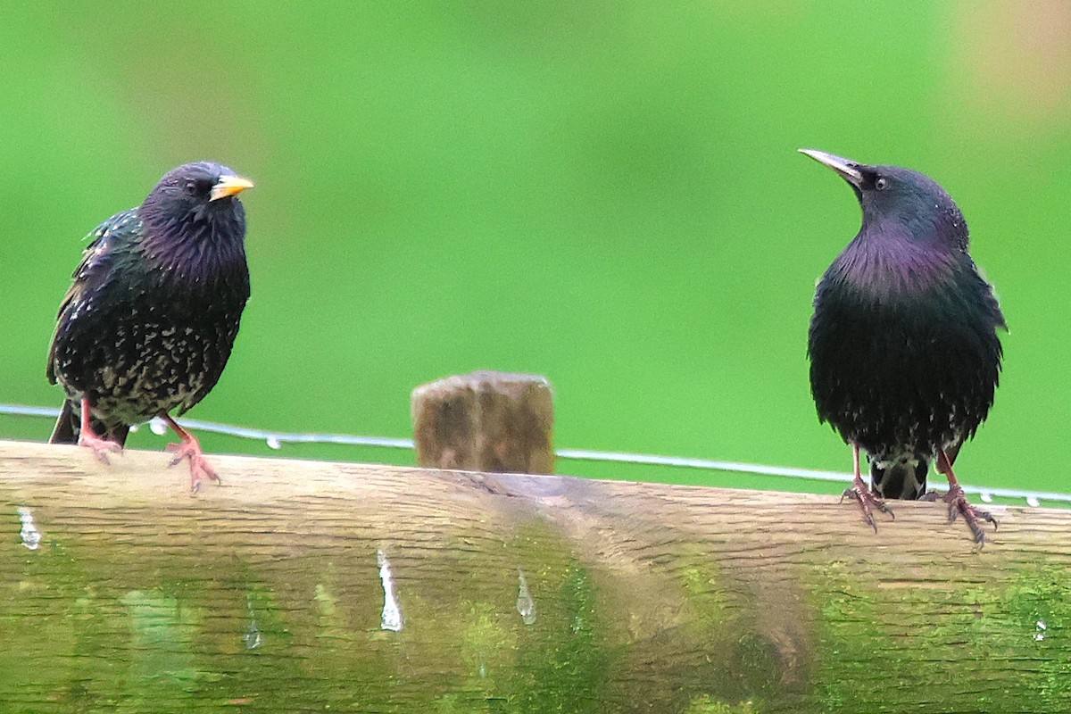 Обыкновенный скворец - ML649479273