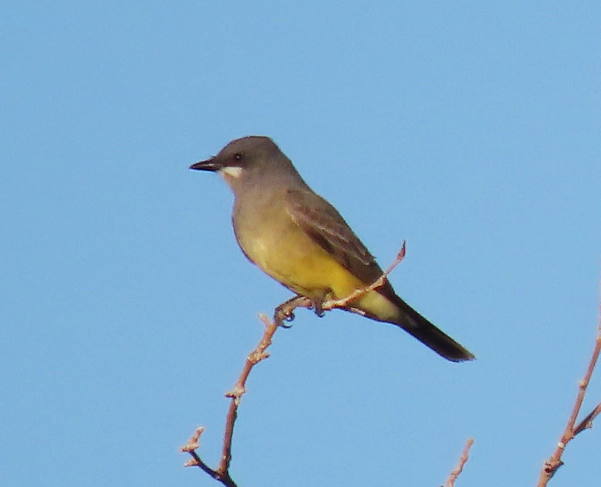 Серогрудый тиранн - ML649479276