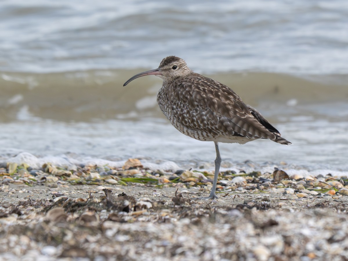 Eurasian Whimbrel - ML649479281