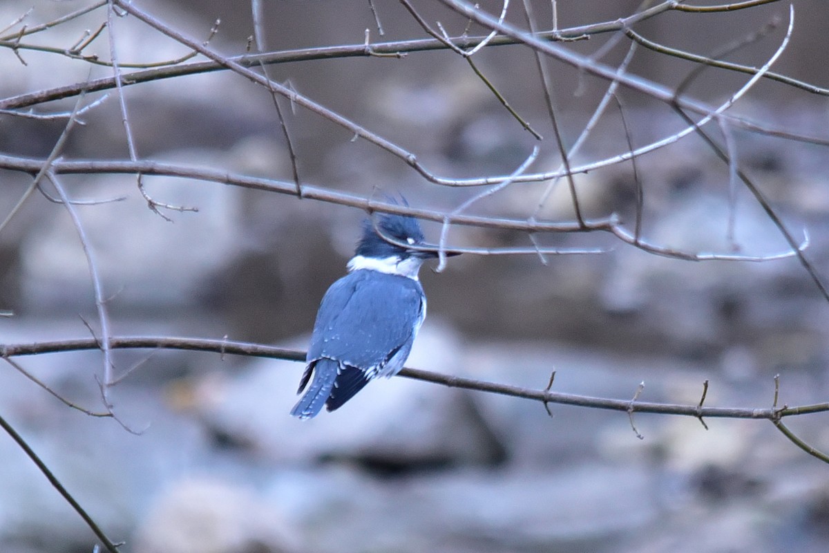 Опоясанный зимородок - ML649479283