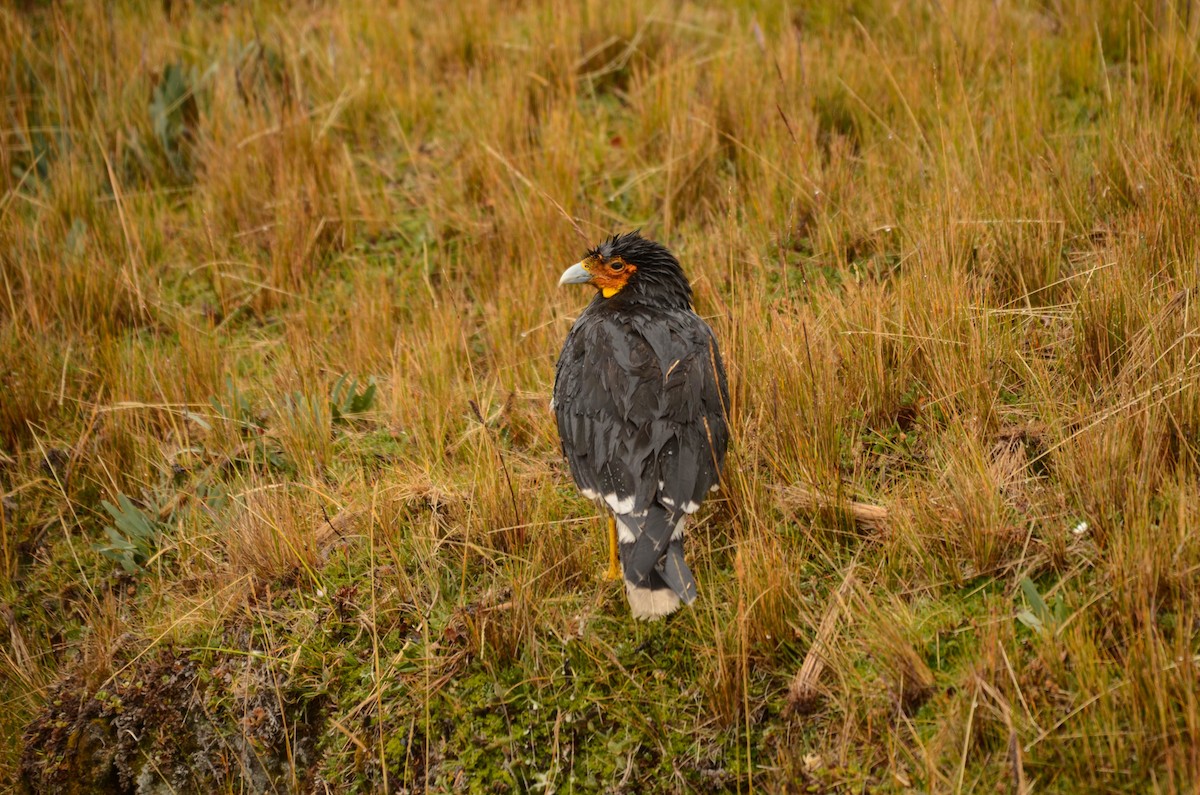 Пёстрая каракара - ML649479285