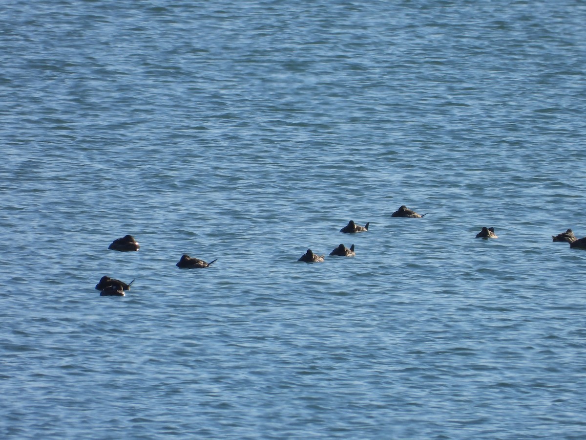 kachnice kaštanová - ML649479700