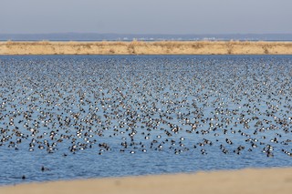 Poplar Island (access by guided tour only), Talbot, Maryland, United ...