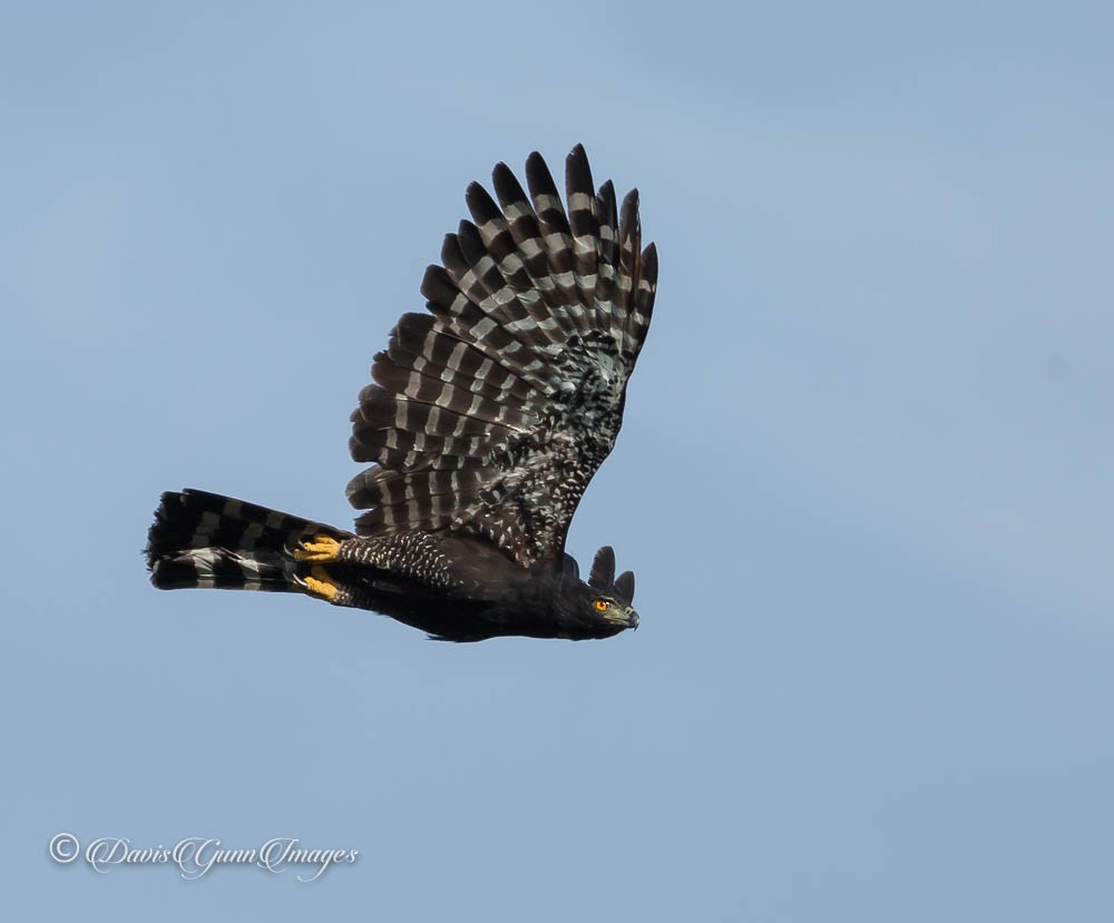 Black Hawk-Eagle - Davis Gunn