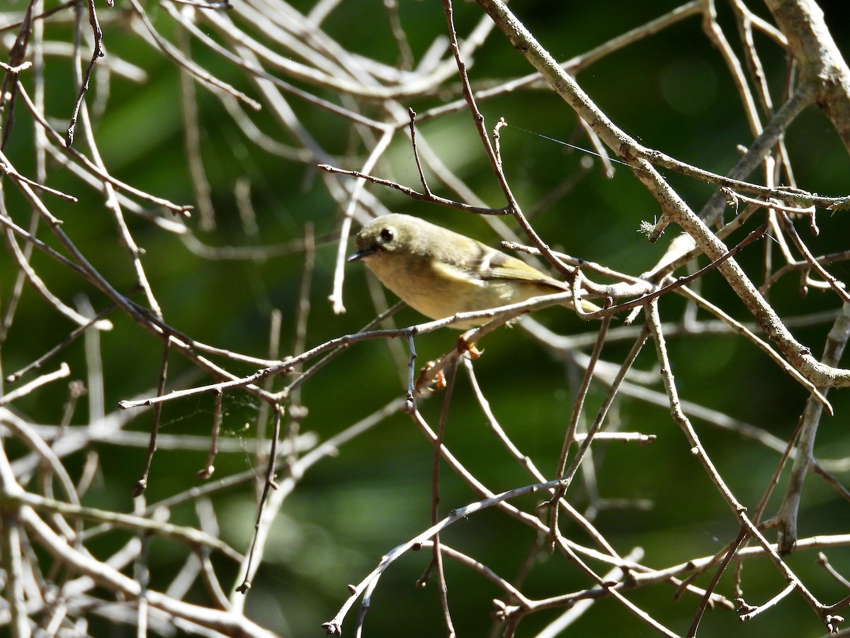 Ruby-crowned Kinglet - ML649480212