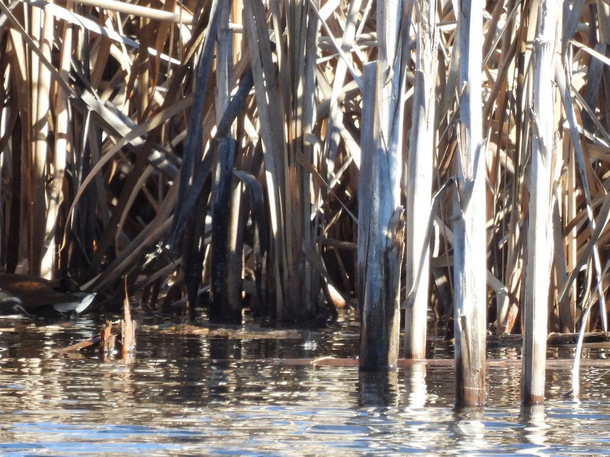 Common Gallinule - ML649480377
