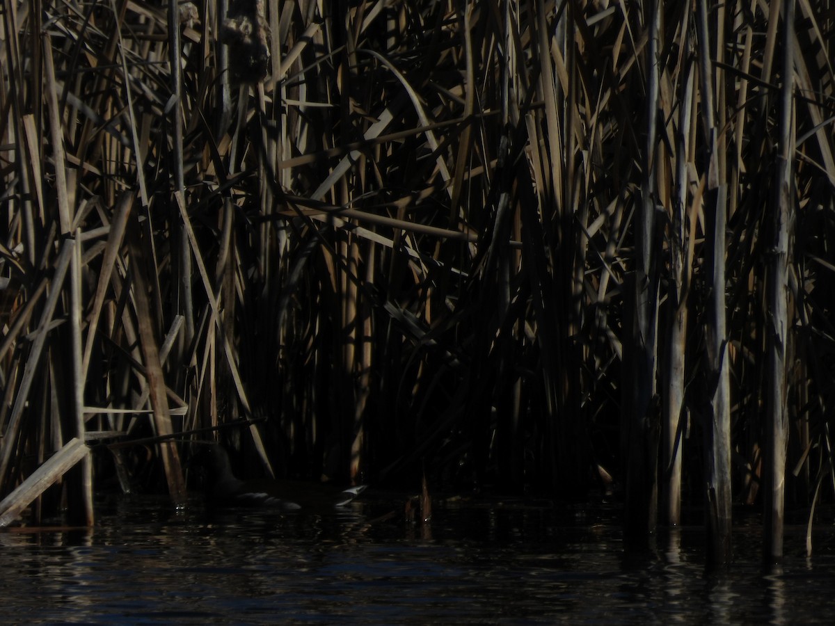 Common Gallinule - ML649480379