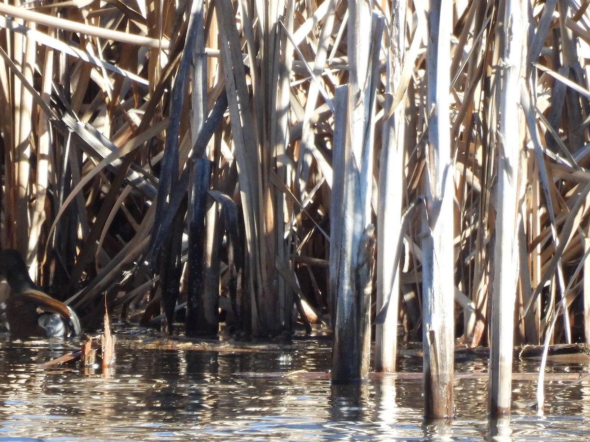 Common Gallinule - ML649480381