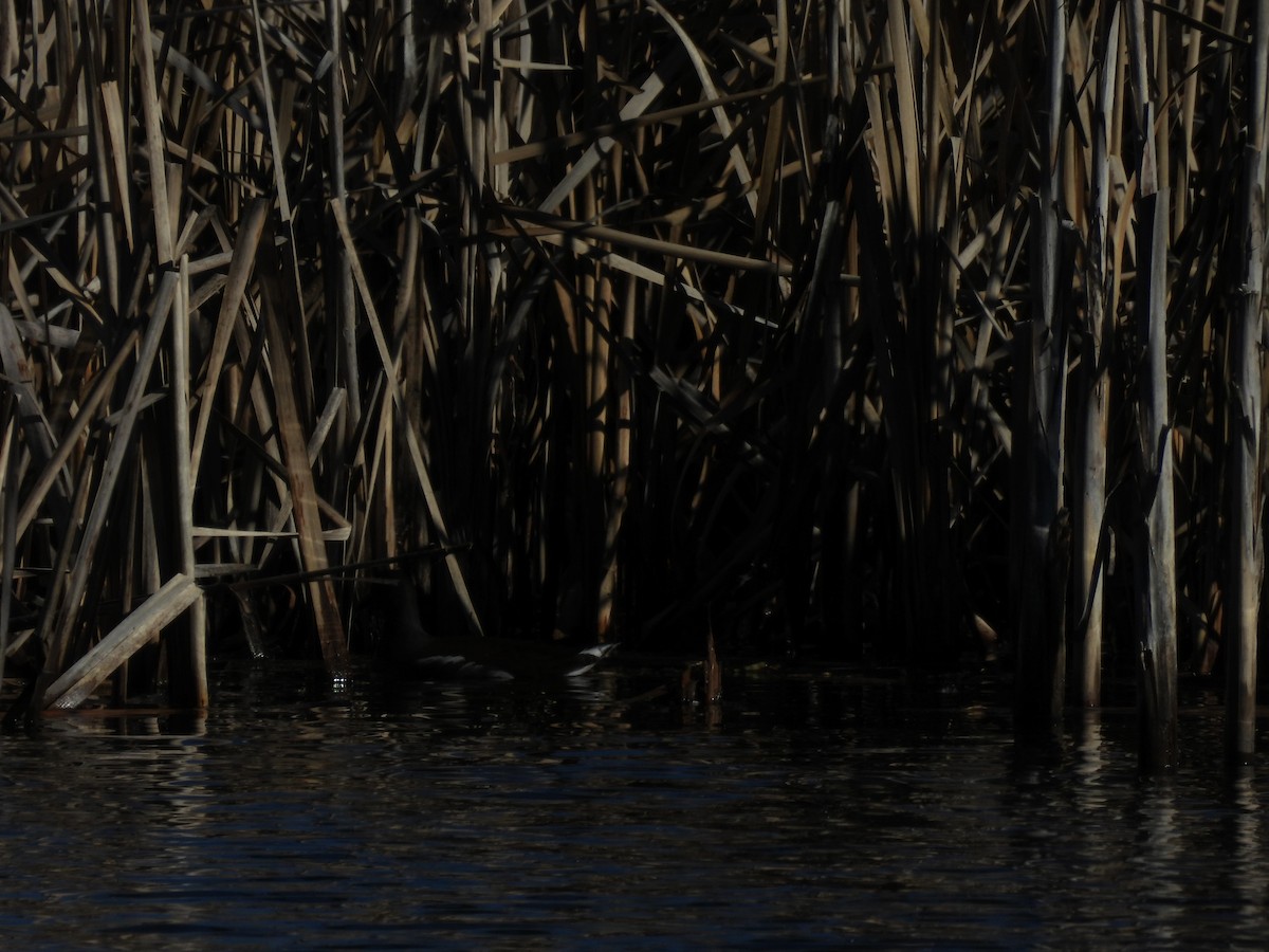 Common Gallinule - ML649480382