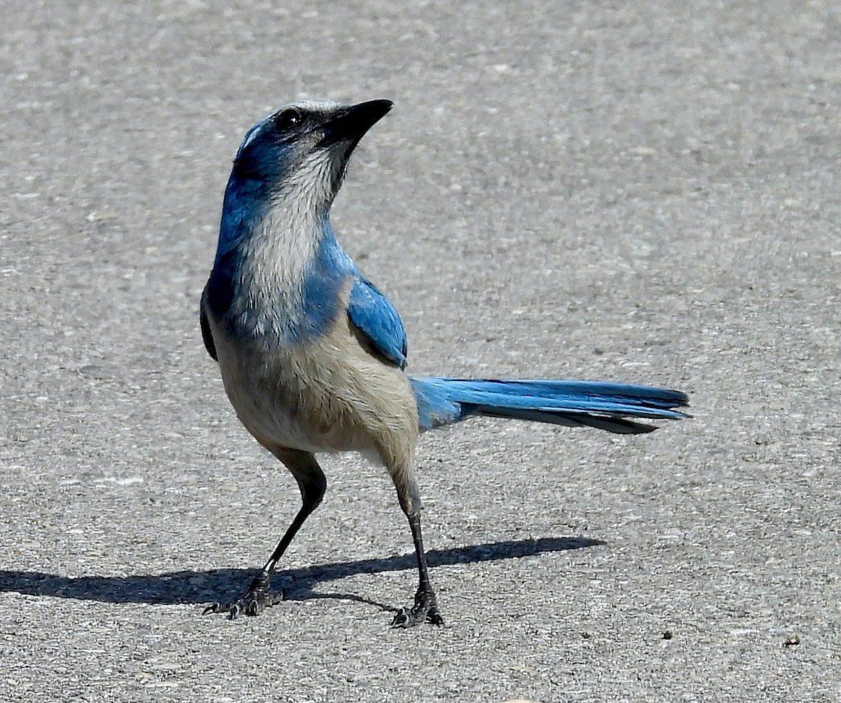 eBird Checklist - 23 Jan 2026 - 4630 Connie Avenue North, Lehigh Acres ...