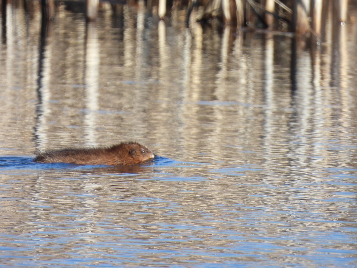 Animals - ML649480547