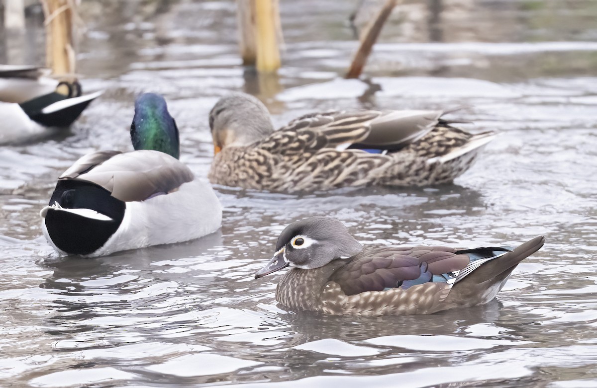 Pato Joyuyo - ML649480628