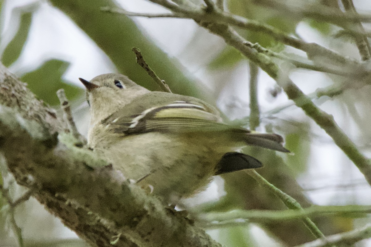 Ruby-crowned Kinglet - ML649480726