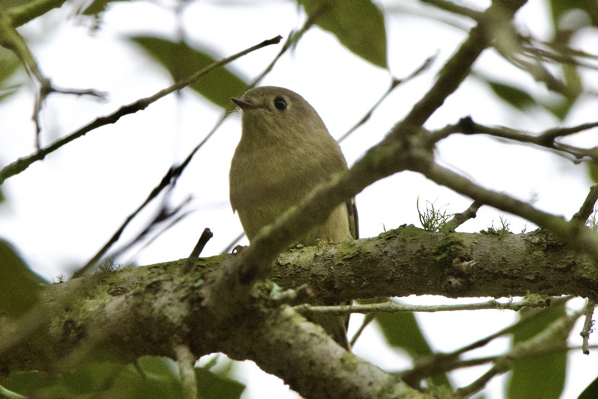 Ruby-crowned Kinglet - ML649480727
