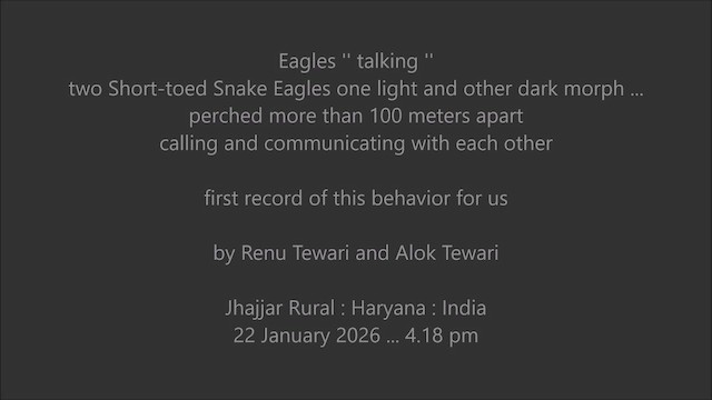 slangeørn - ML649480755