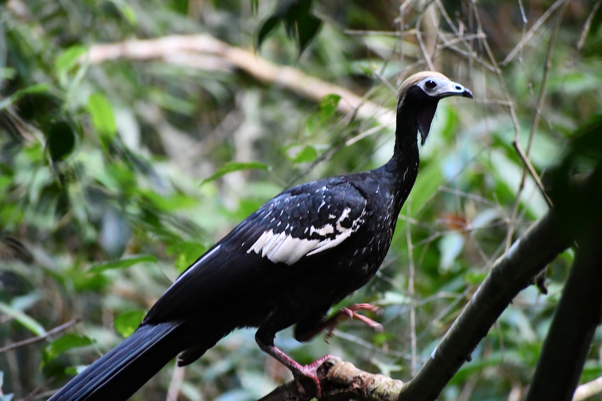 Blue-throated Piping-Guan - ML649481973
