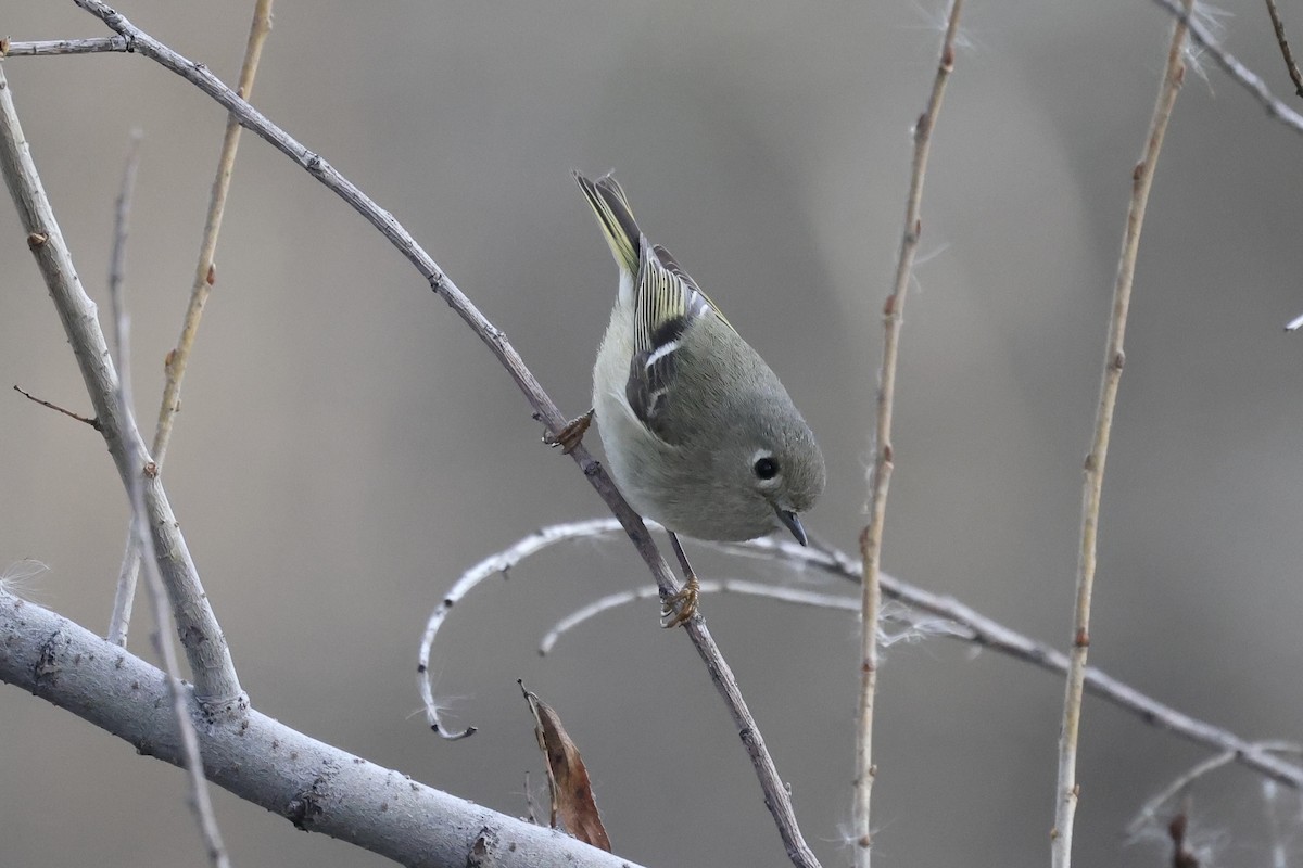 Ruby-crowned Kinglet - ML649482531