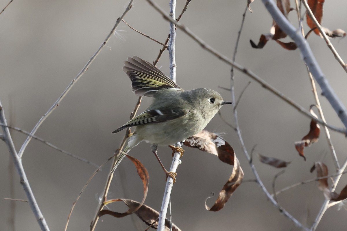 Ruby-crowned Kinglet - ML649482532