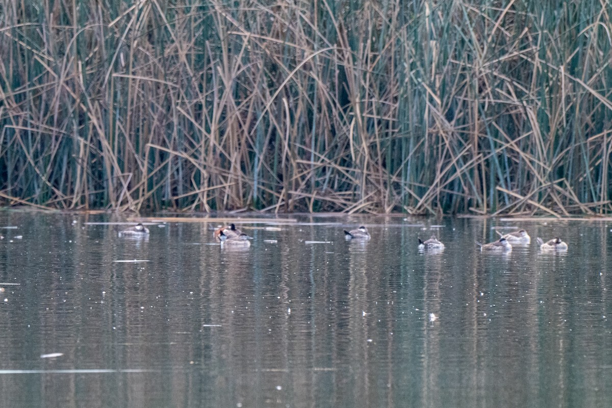 kachnice kaštanová - ML649482540