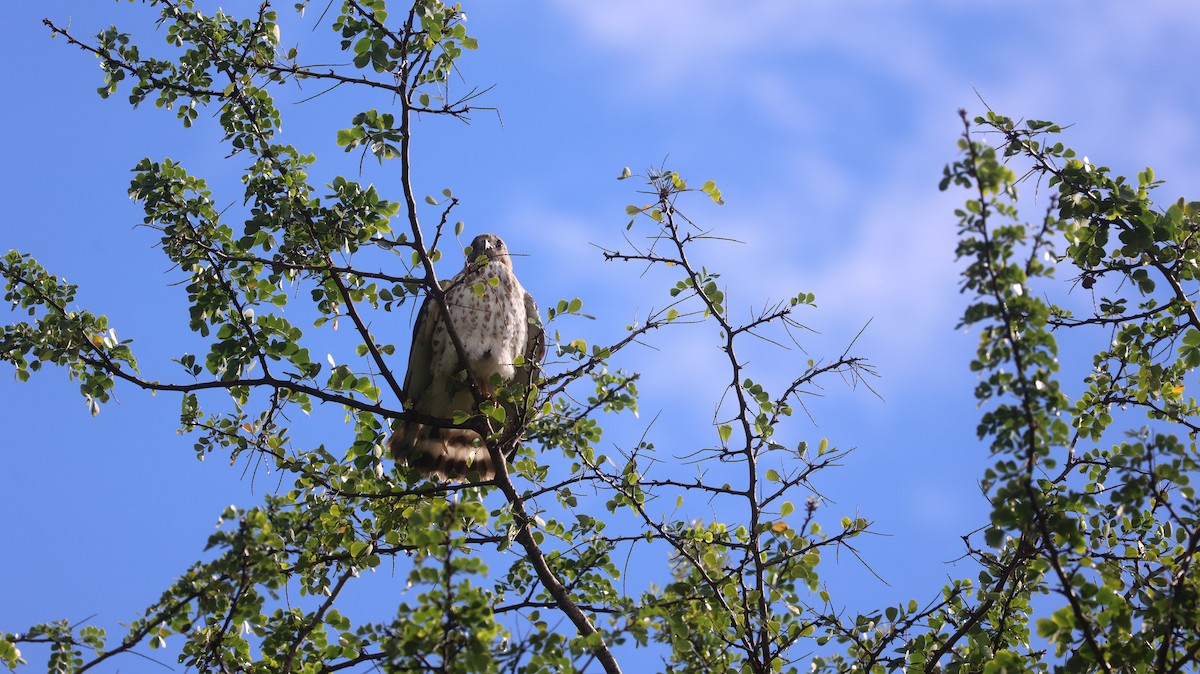 Busardo Aliancho - ML649482560