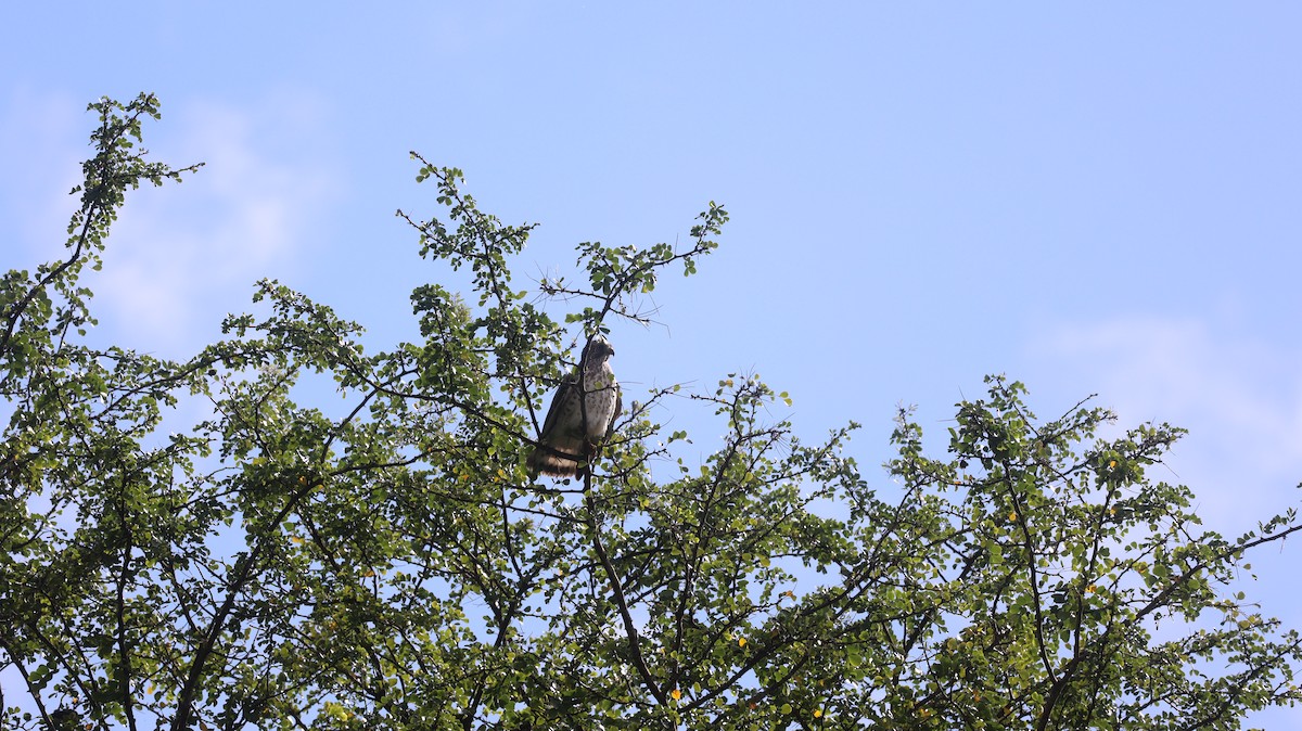 Busardo Aliancho - ML649482577