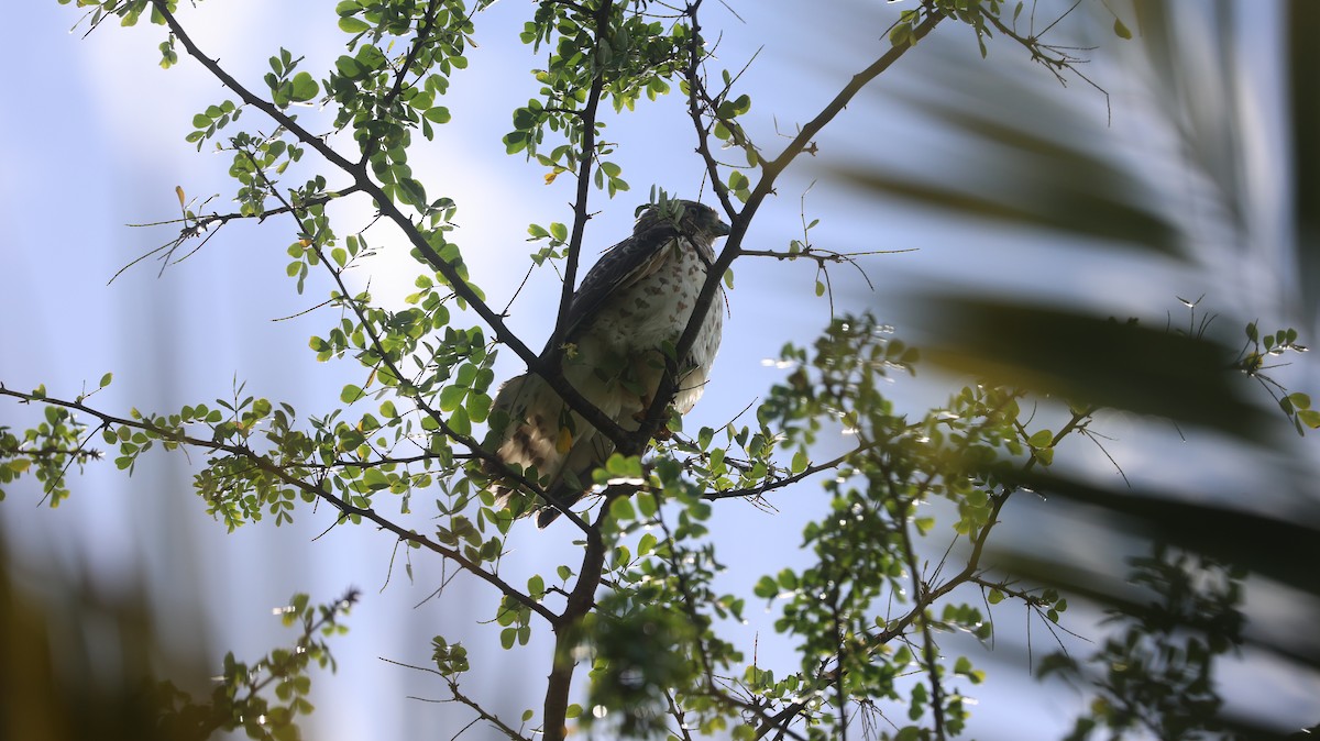 Busardo Aliancho - ML649482588