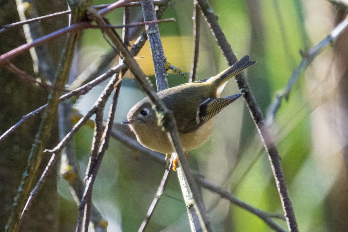 Ruby-crowned Kinglet - ML649482802