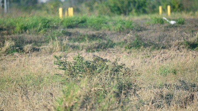 アメリカハイイロチュウヒ - ML649482820