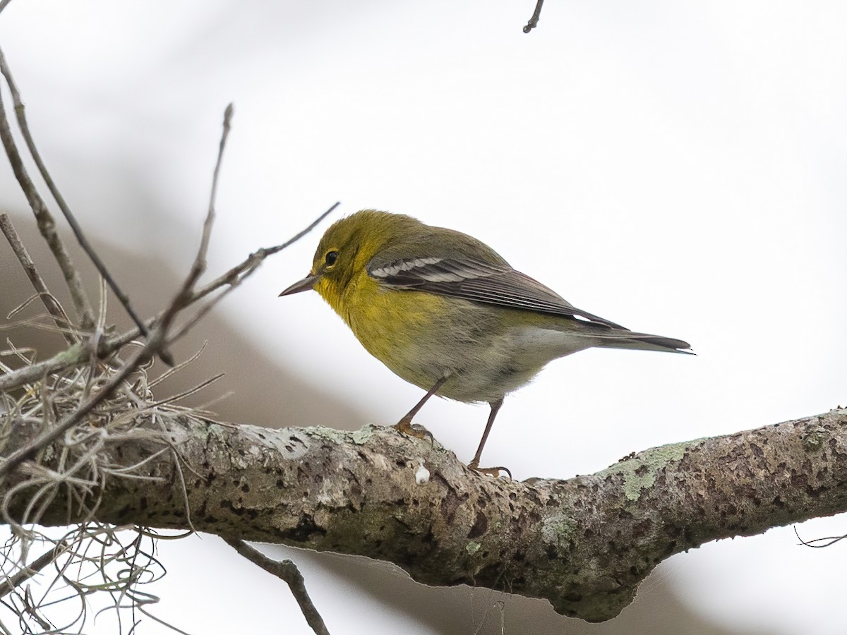 Пісняр-лісовик сосновий - ML649483325