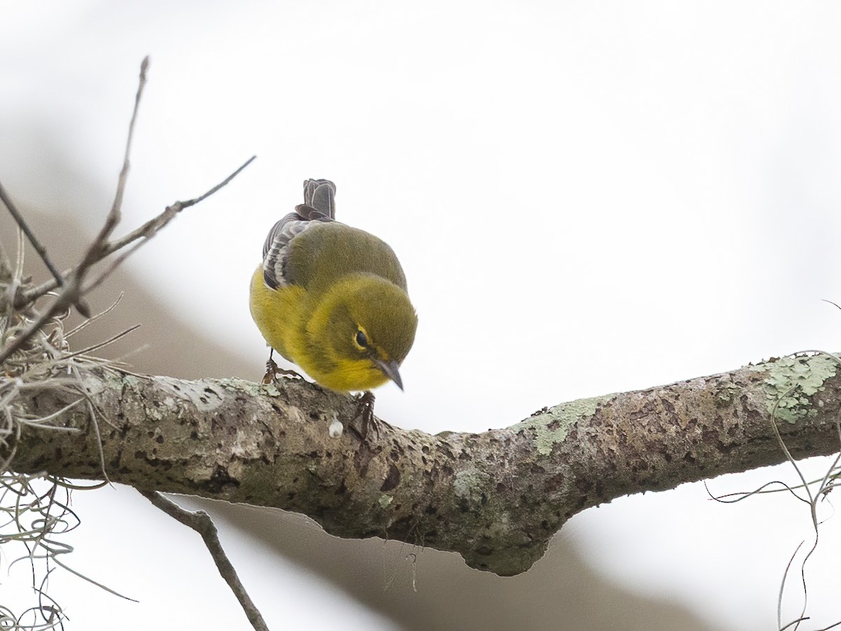 Пісняр-лісовик сосновий - ML649483326