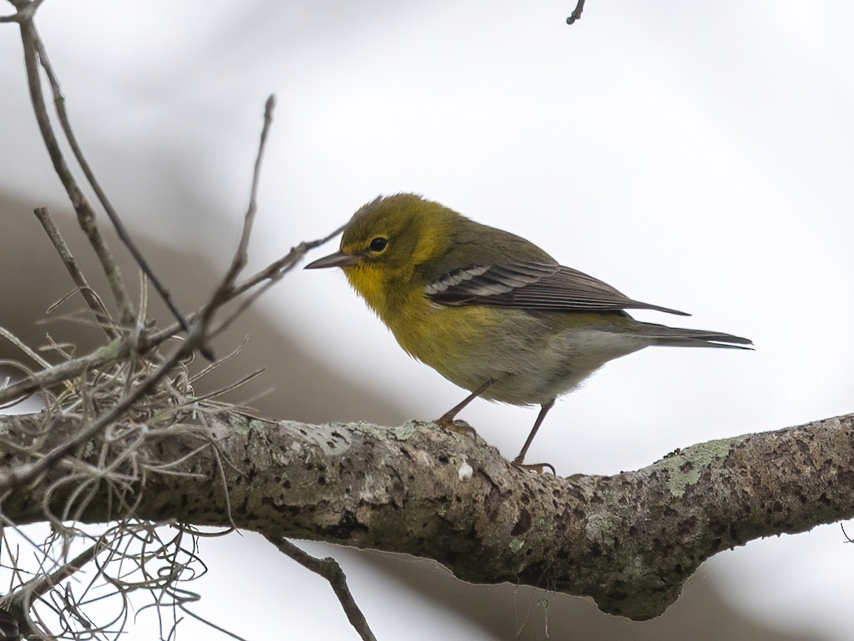 Пісняр-лісовик сосновий - ML649483327