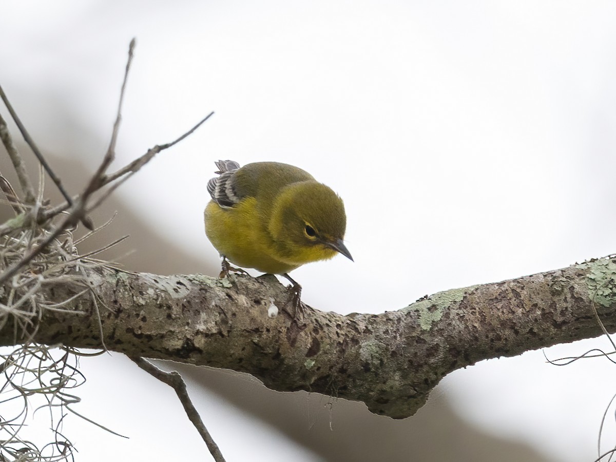 Пісняр-лісовик сосновий - ML649483329