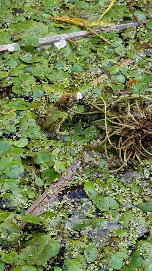 Green Frog - ML649483330