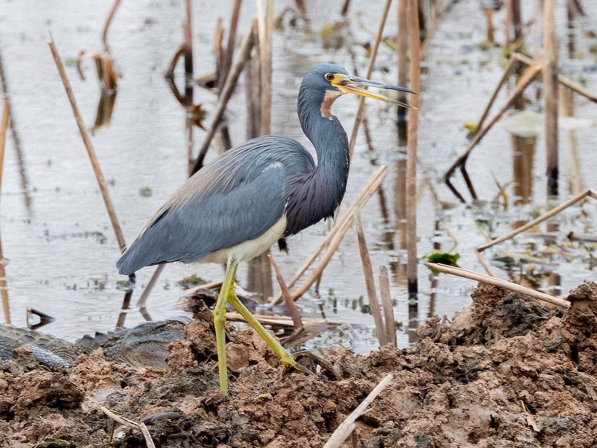 Чепура трибарвна - ML649483331