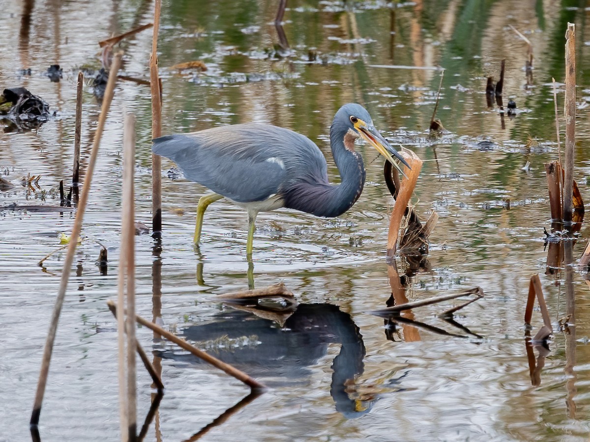 Чепура трибарвна - ML649483332