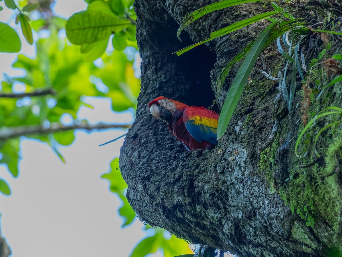 Араканга - ML649483333