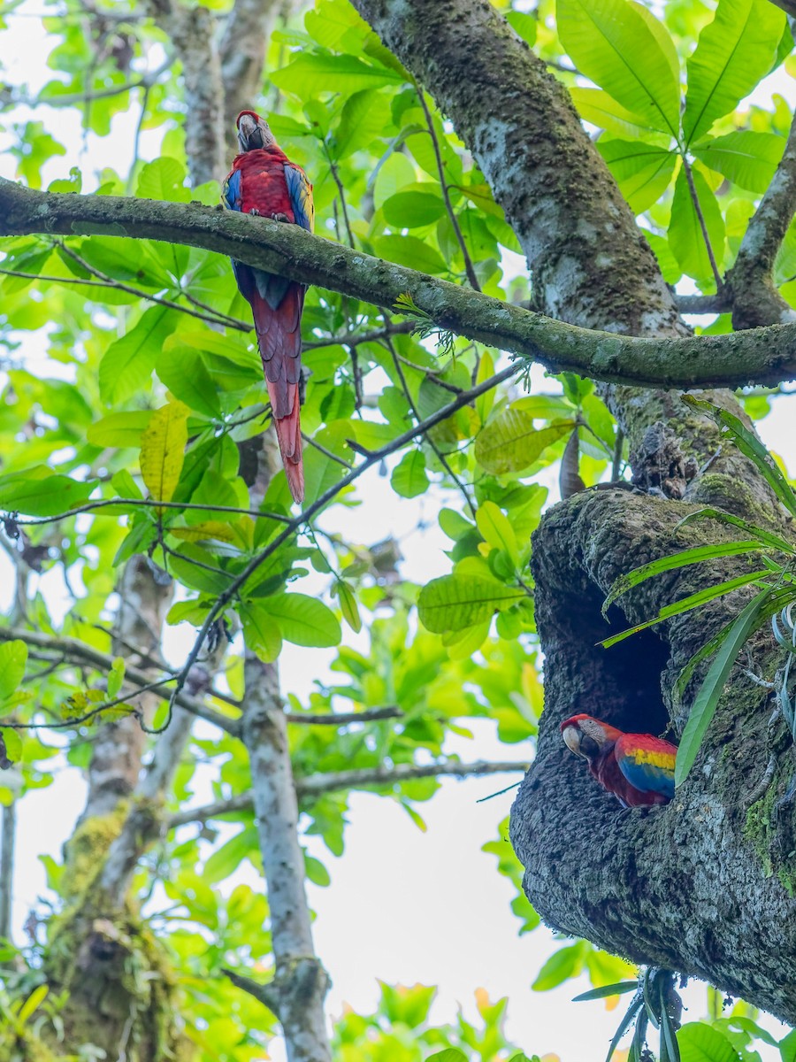 Араканга - ML649483334