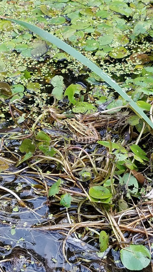 Northern Leopard Frog - ML649483336
