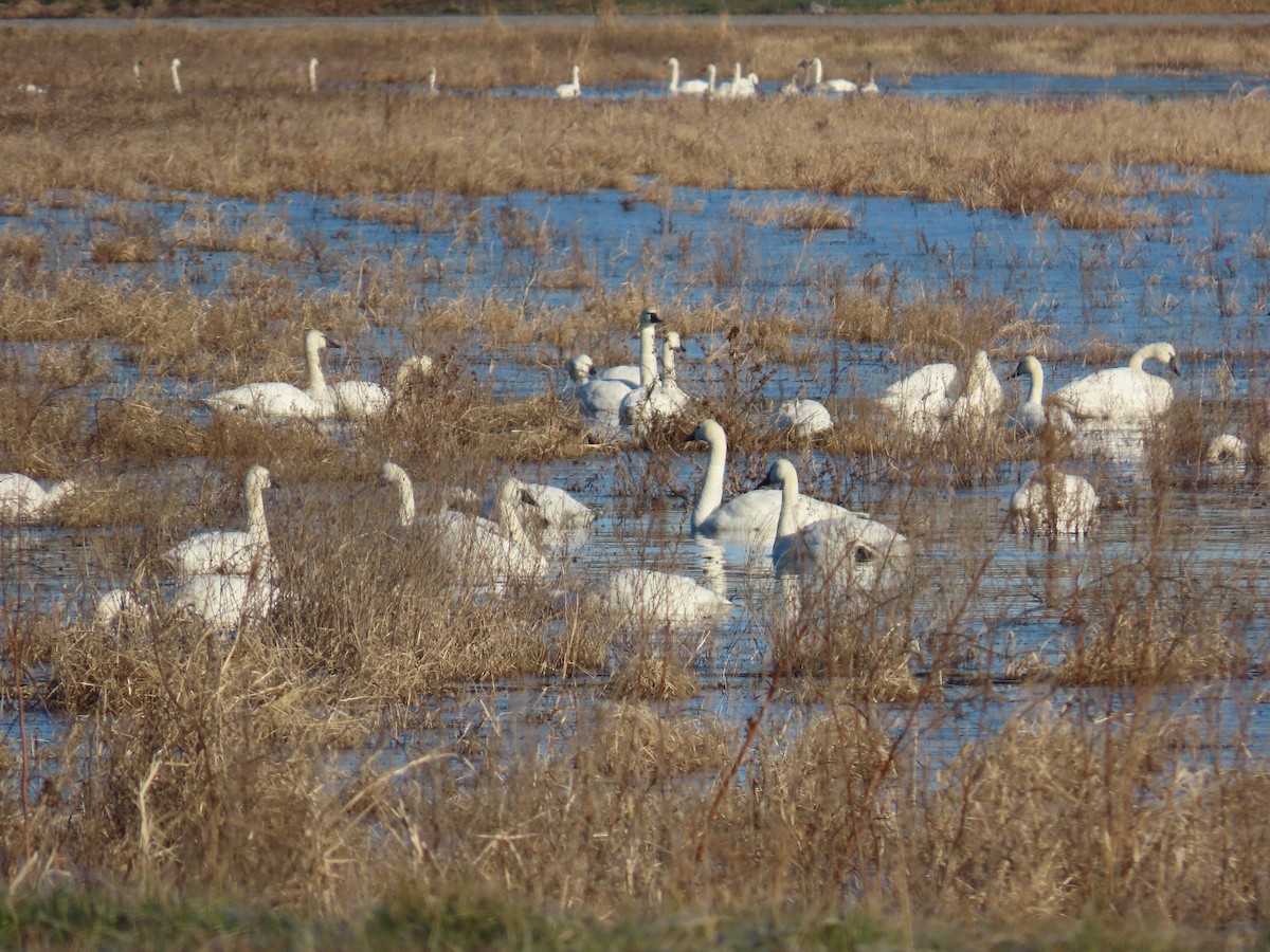 Лебідь чорнодзьобий - ML649483337
