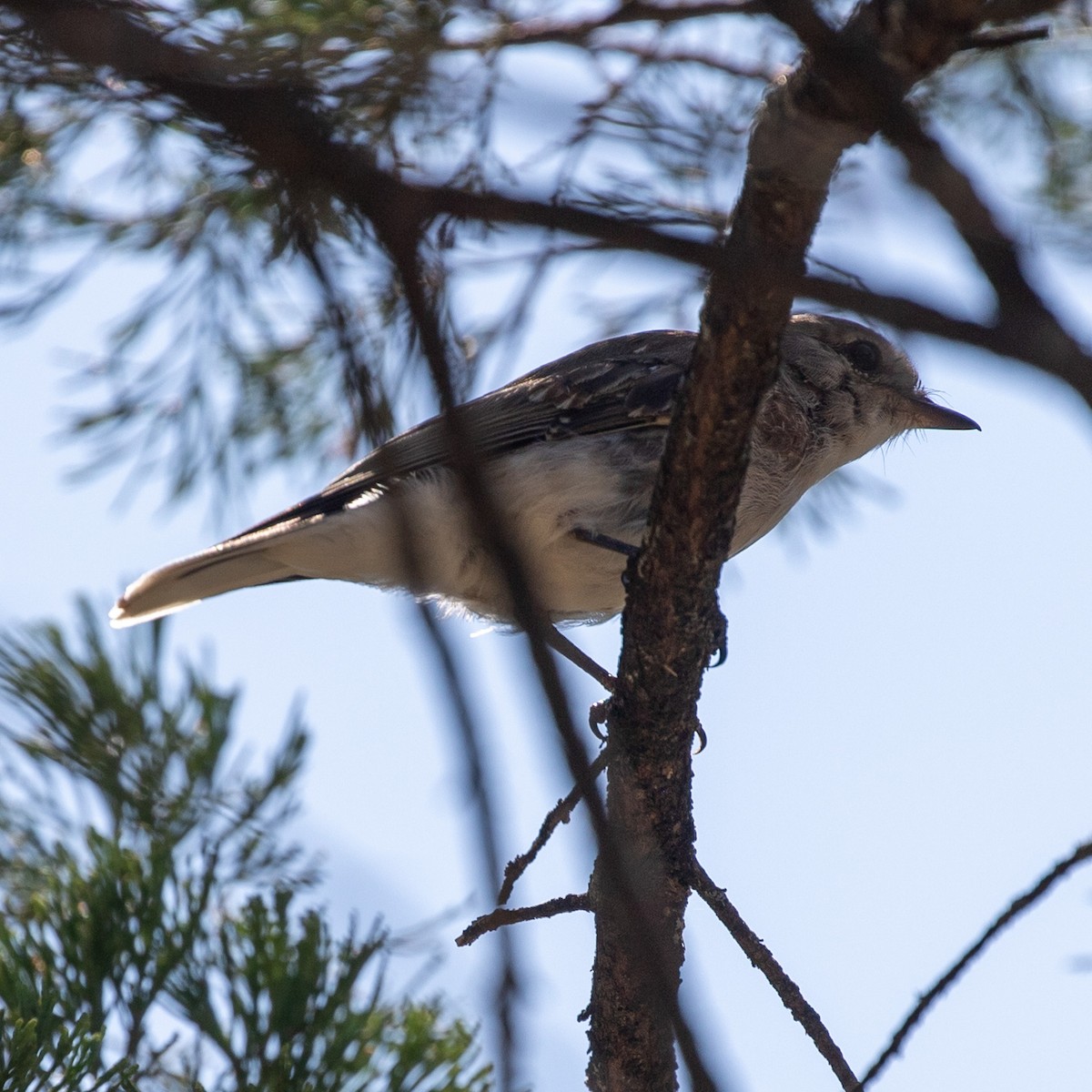 Ядлівчак сірий - ML649483338