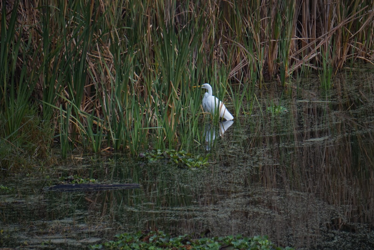 Чапля велика - ML649483343