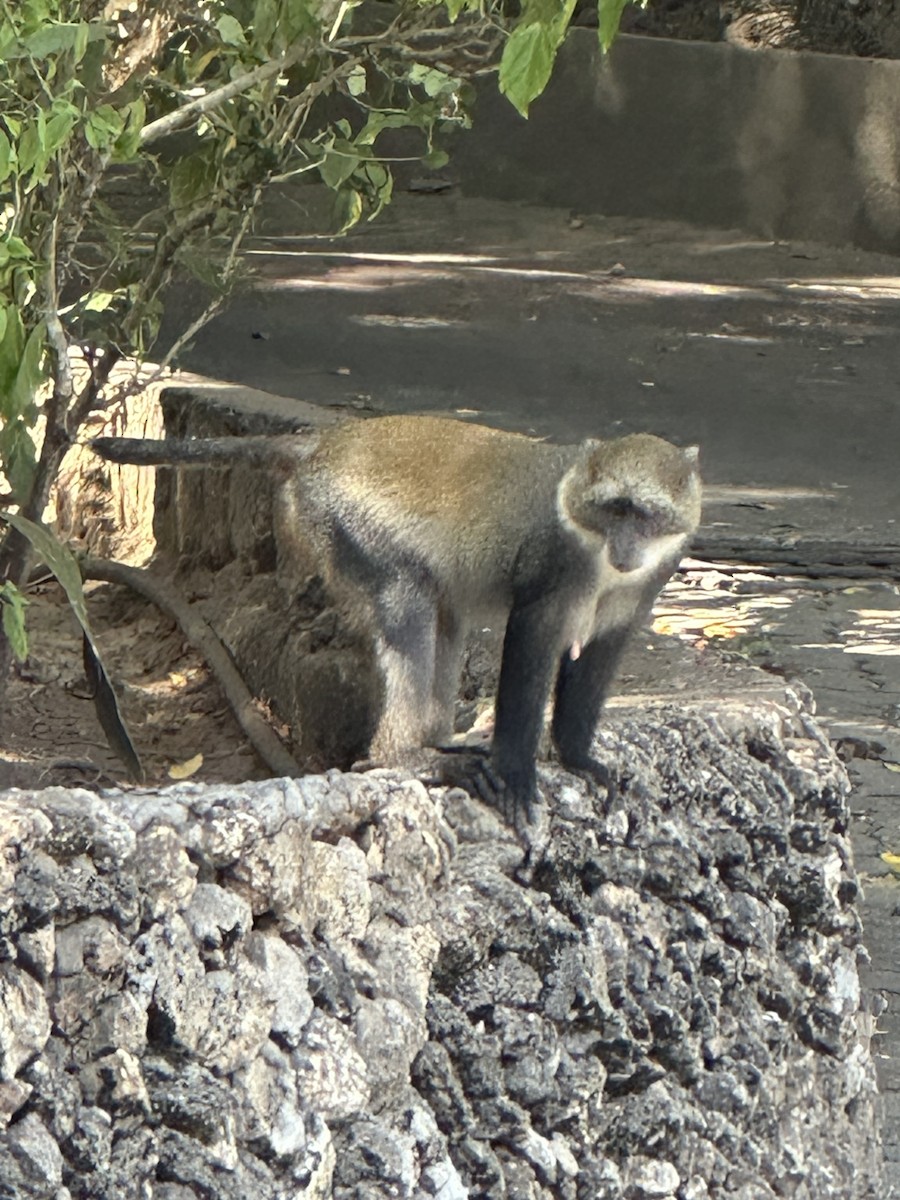 Animals - ML649483354