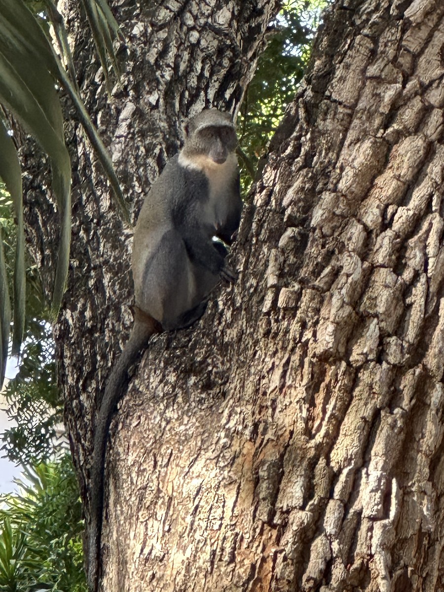 Animals - ML649483355