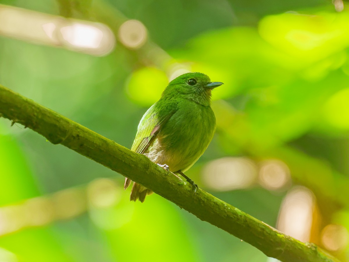 Салтарин оксамитовий - ML649483357