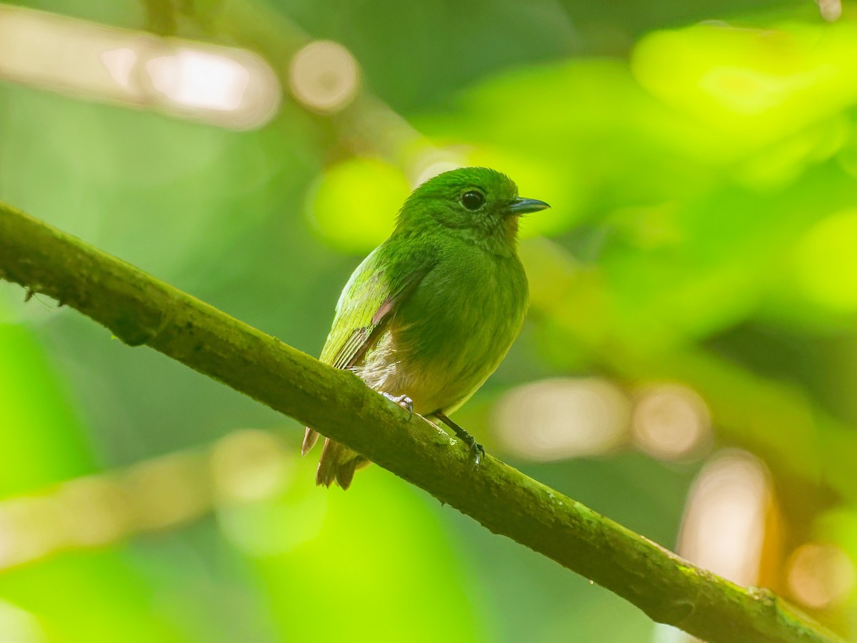 Салтарин оксамитовий - ML649483358