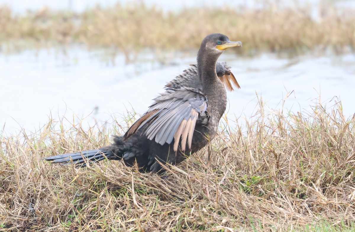 Баклан бразильський - ML649483359